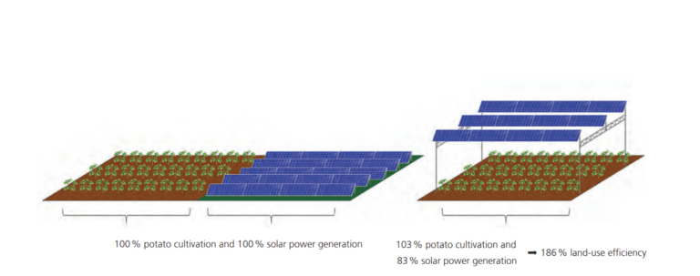 The dual use of land for agrivoltaics and potato growing increased land-use efficiency on the Heggelbach test site to 186 percent © Fraunhofer ISE