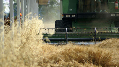 Combine harvester driving underneath the MONTICELLI D'ONGINA plant.