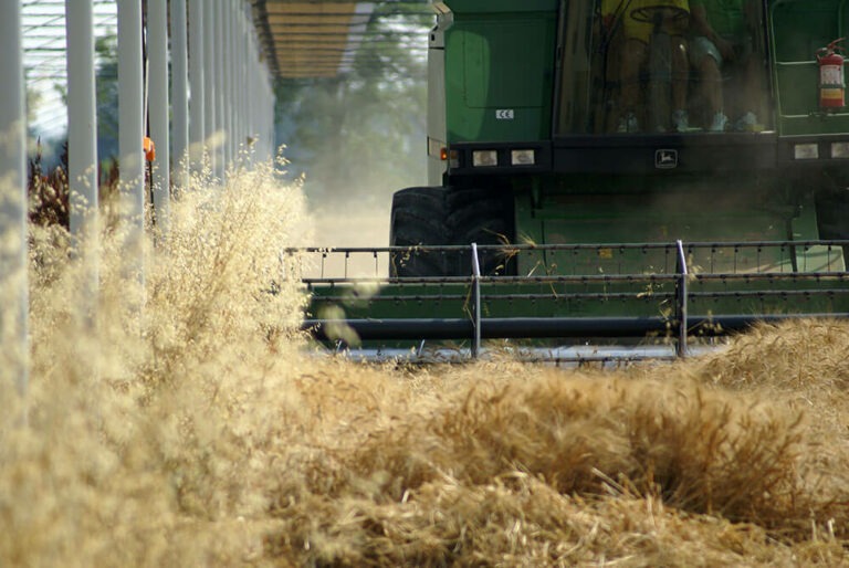 Combine harvester driving underneath the MONTICELLI D'ONGINA plant.