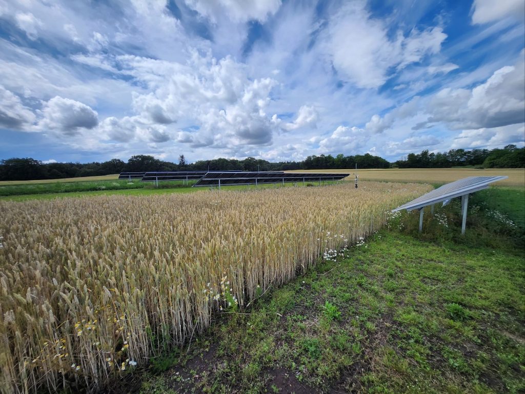 Optimal PV setup for agrivoltaics in Danish Hyperfarm pilot site with optimal tilted solar panels.