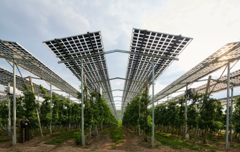 A photo os an Agri-PV plant